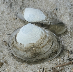 Tellinidae