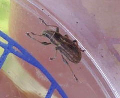 Sitona lineatus