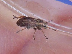 Sitona lineatus