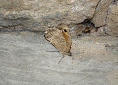 Pseudochazara pelopea