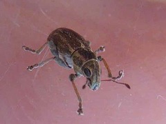 Sitona lineatus