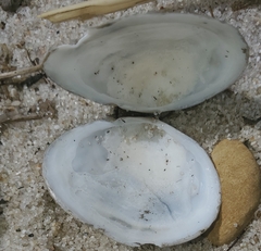 Tellinidae