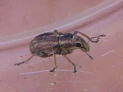Sitona lineatus