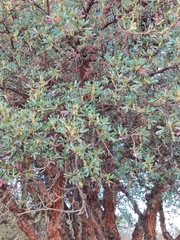 Polylepis