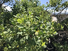 Capparis sandwichiana