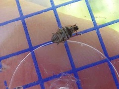 Sitona lineatus