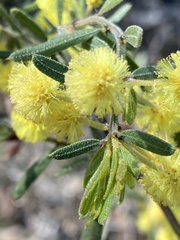 Acacia aspera