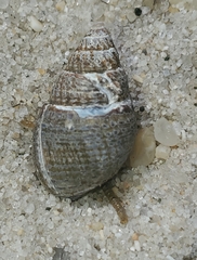 Ilyanassa trivittata