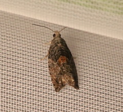 Epinotia nisella