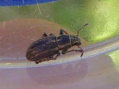 Sitona lineatus