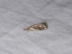 Catoptria verellus