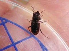 Notiophilus biguttatus