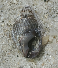 Ilyanassa trivittata