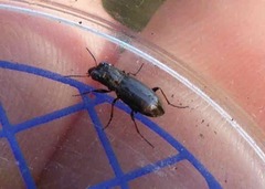 Notiophilus biguttatus