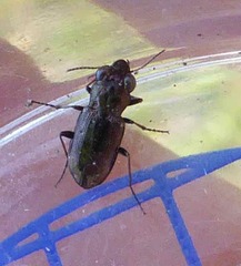 Notiophilus biguttatus