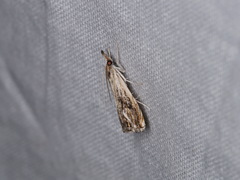 Catoptria verellus
