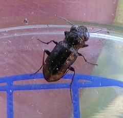 Notiophilus biguttatus