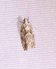 Epinotia nisella