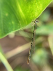 Agriocnemis
