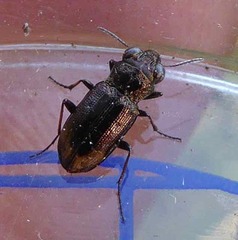 Notiophilus biguttatus