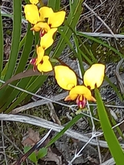 Diuris
