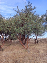 Polylepis