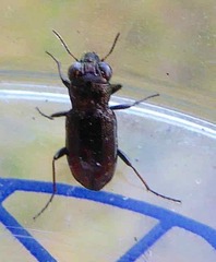 Notiophilus biguttatus