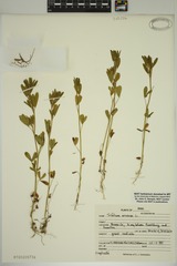 Trifolium arvense