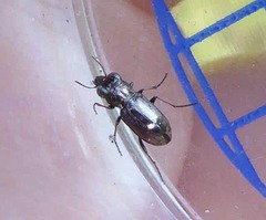 Notiophilus biguttatus