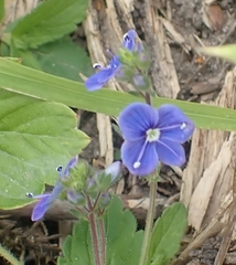 Veronica chamaedrys