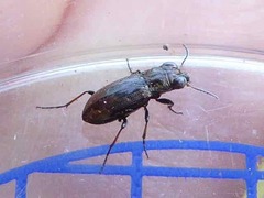 Notiophilus biguttatus