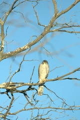 Accipiter tachiro