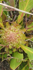 Protea acaulos