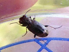 Notiophilus biguttatus