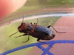 Notiophilus biguttatus