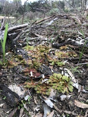 Drosera whittakeri