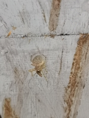 Araneus cavaticus