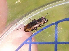 Notiophilus biguttatus