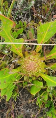 Protea acaulos