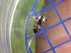 Notiophilus biguttatus