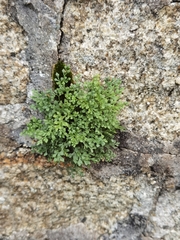 Asplenium ruta-muraria