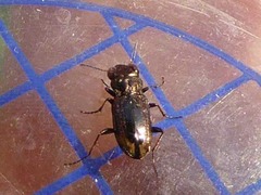 Notiophilus biguttatus