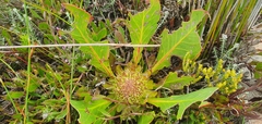 Protea acaulos