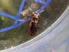 Notiophilus biguttatus