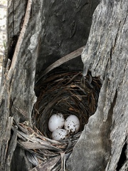 Colluricincla harmonica