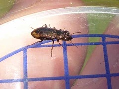 Notiophilus biguttatus