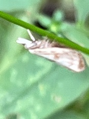 Microcrambus elegans