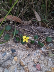 Goodenia rotundifolia