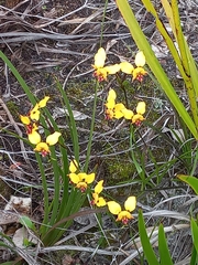 Diuris