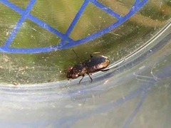 Notiophilus biguttatus